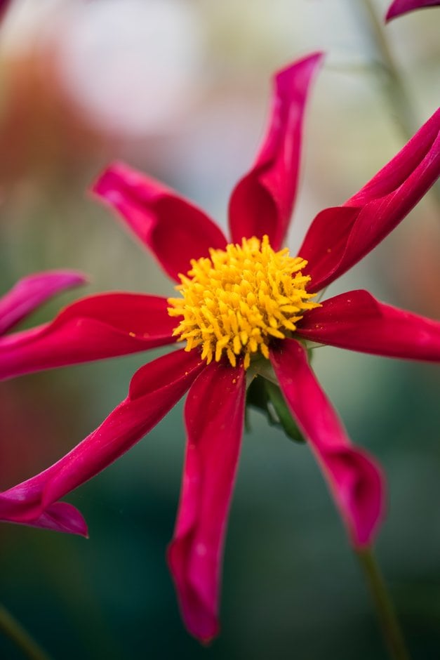 dahlia 'Honka Red'